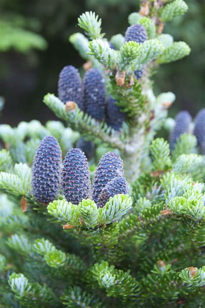 Abies Delaney (youtubestar) Wiki,Age,Birthday,Biography,Height,Net Worth ..