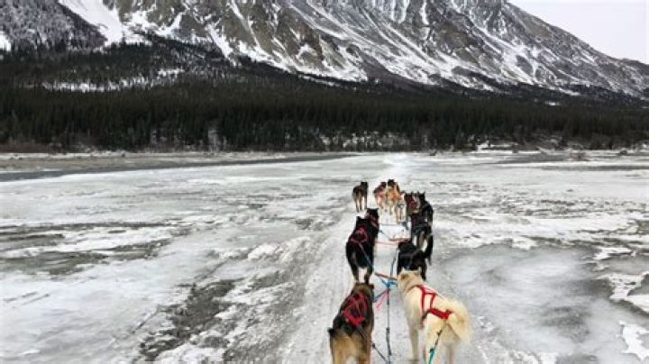 Team of Adorable Sled Dogs That Went Viral Celebrates Iditarod Finish—Photos