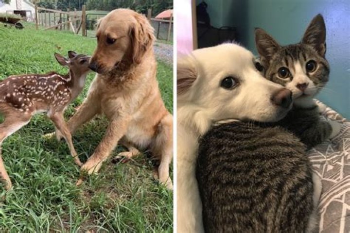 These 23 Unlikely Animal Friendships Will Melt Your Heart