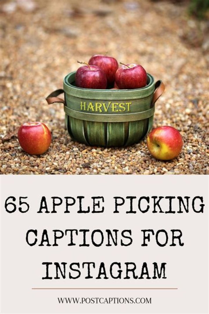 30 Festive Apple Picking Quotes to Celebrate Fall