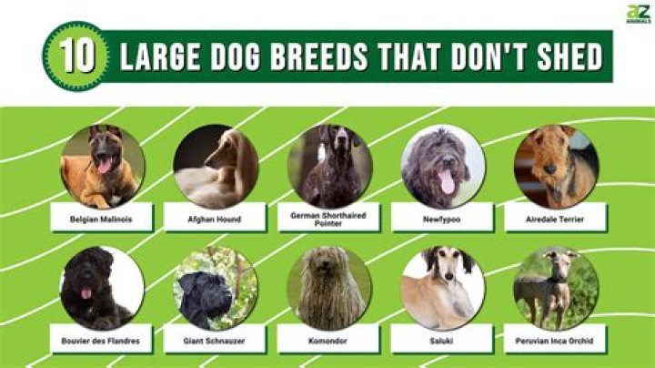 The 7 Best Dog Breeds If You Don't Have a Yard, According to Experts