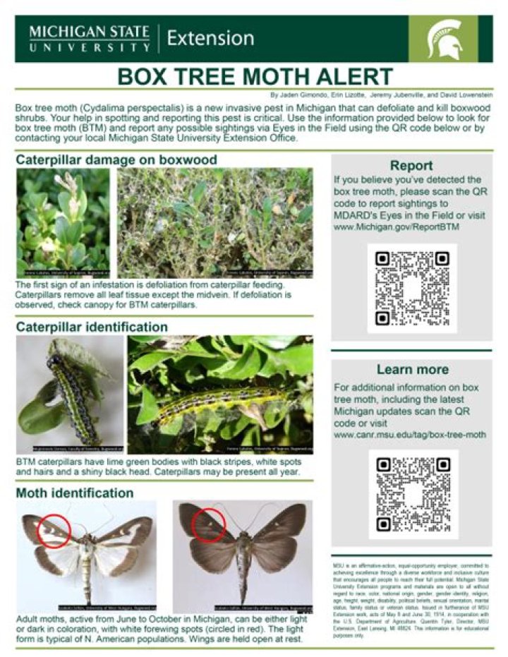 If You See This Invasive Insect, Call Officials Immediately