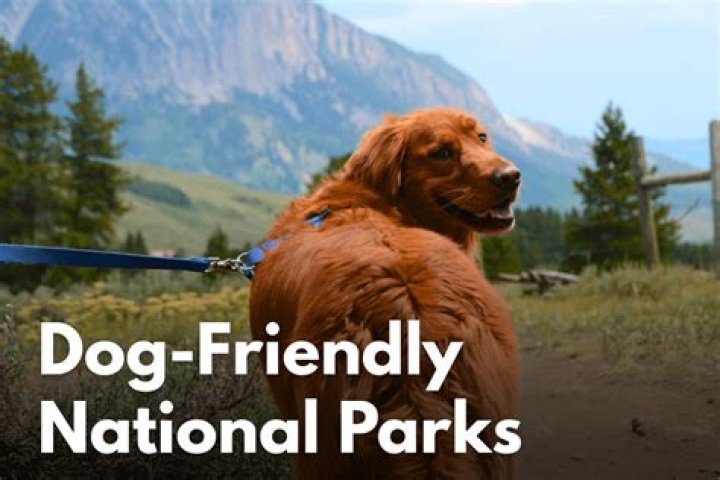 10 Most Dog-Friendly National Parks