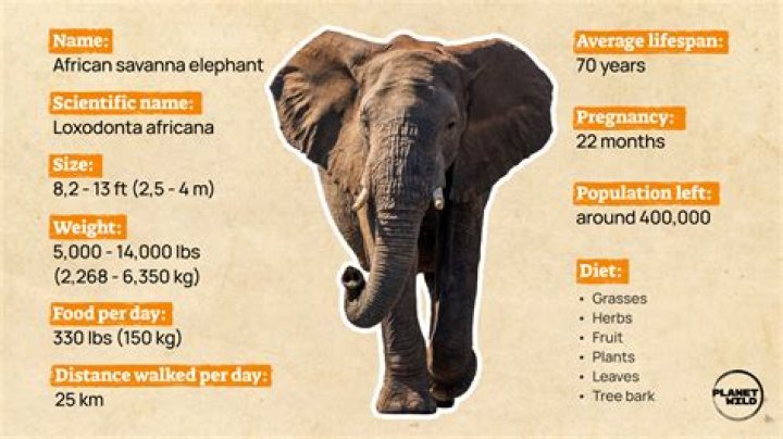 Elephant Facts: 30 Incredible Pieces of Trivia