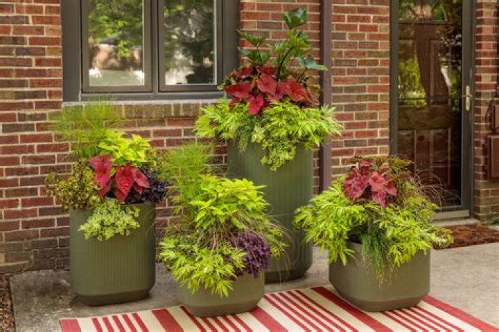 7 Outdoor Plants That Can Survive Extreme Heat, Gardening Experts Say