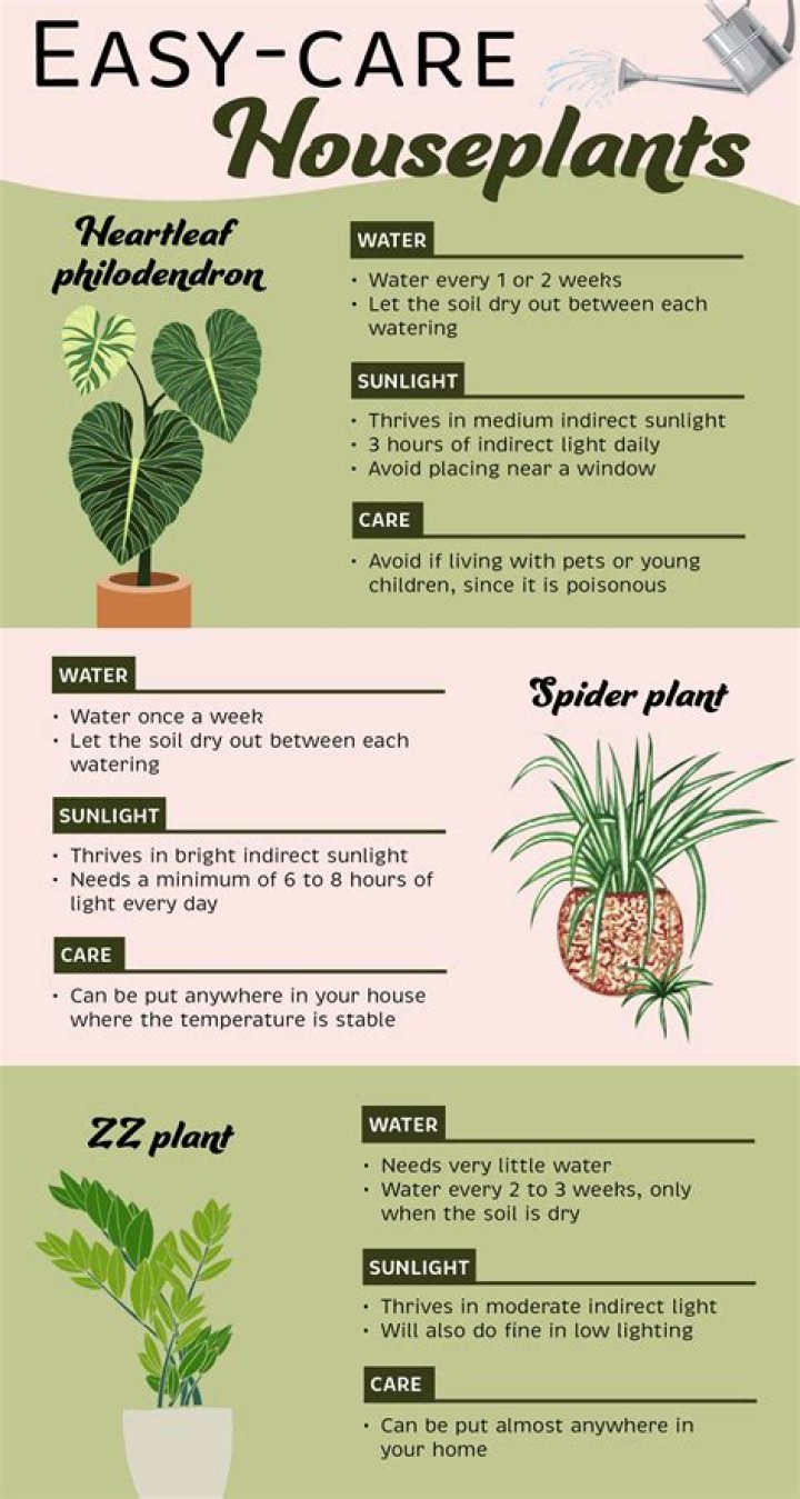 7 Tips for Preventing Your Indoor Plants From Wilting in the Heat