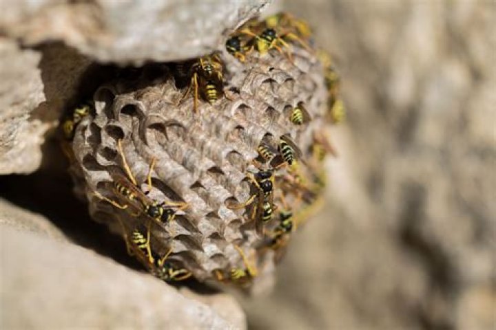 5 Easy Ways to Keep Wasps Out of Your Yard, Pest Experts Say