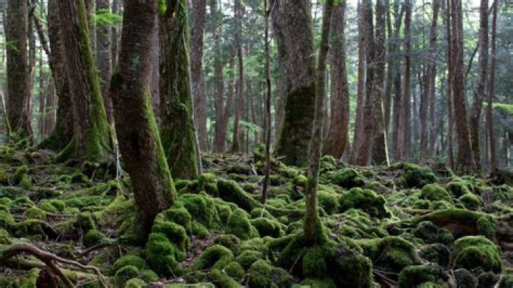 Japan's Suicide Forest: 33 Creepy Facts about Aokigahara