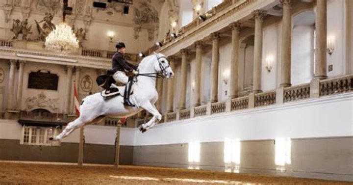 Lipizzaner Stallions To Tour US