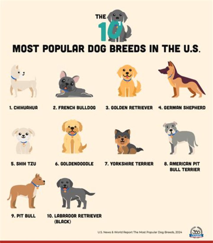This Is the Least Popular Dog Breed in the U.S., Data Shows