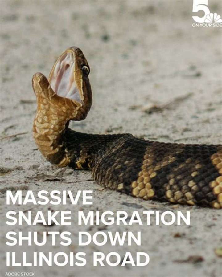 If You Live Here, Prepare for a Massive Influx of Snakes, Authorities Warn