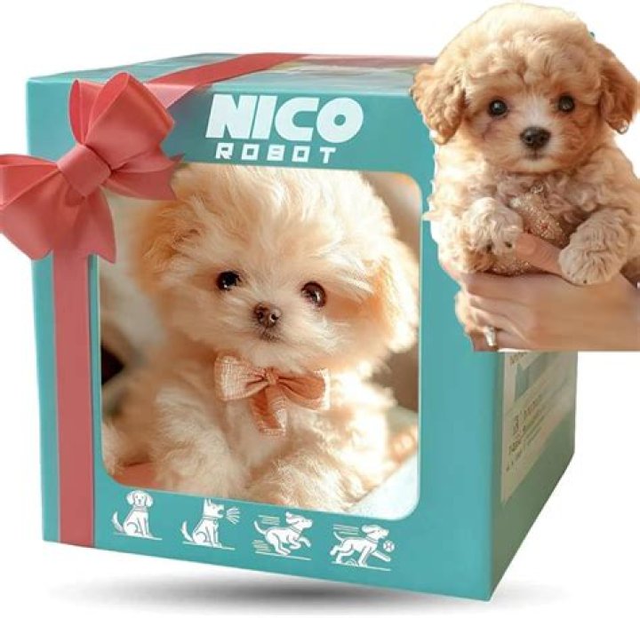 Nikko London - Bio, Age, Wiki, Facts and Family