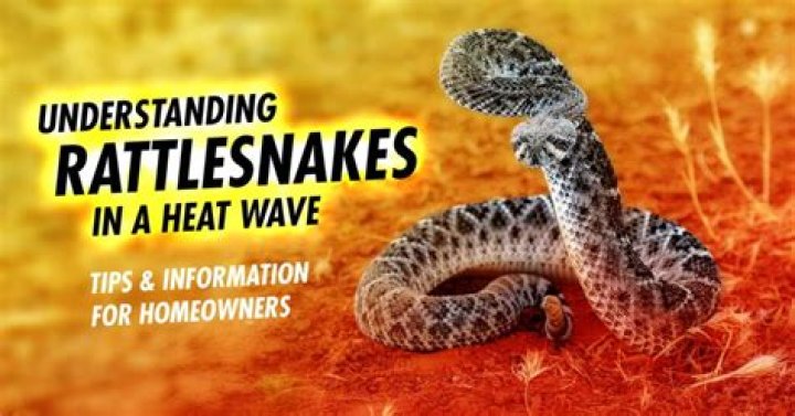 You're More Likely to See Rattlesnakes in Your Yard Right Now—Here's Why