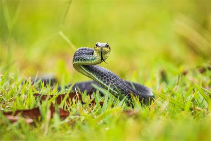 Record-Breaking Number of Snake Bites Prompts New Guidance on Staying Safe