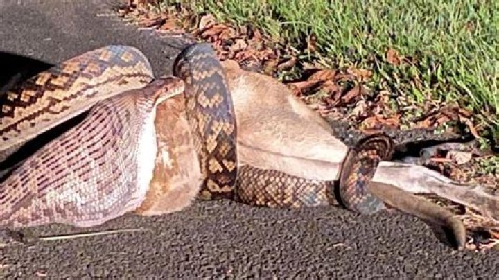 Snake Attacks on Dogs Reported—How to Protect Your Pet