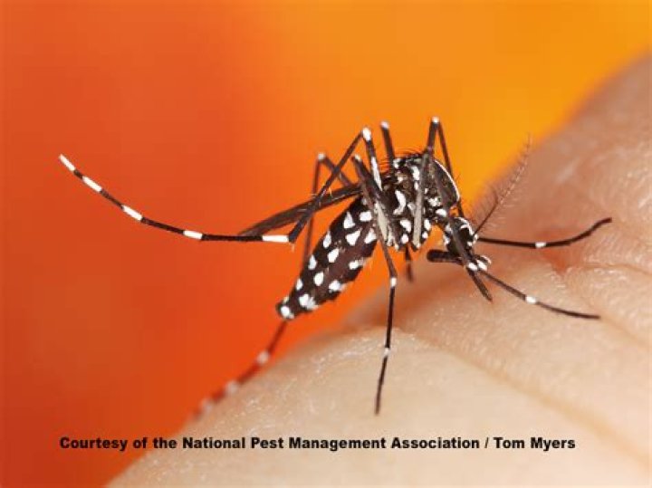 If You Live in These States, Watch Out for This Disabling Mosquito