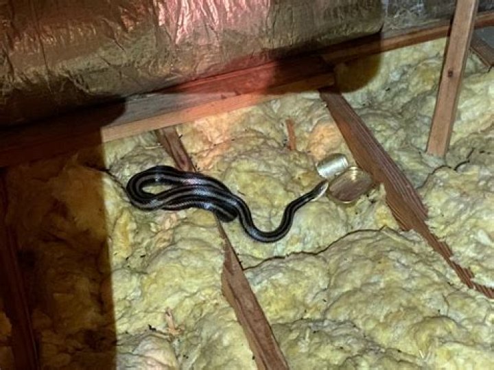8 Surprising Places You're Letting Snakes Into Your Home