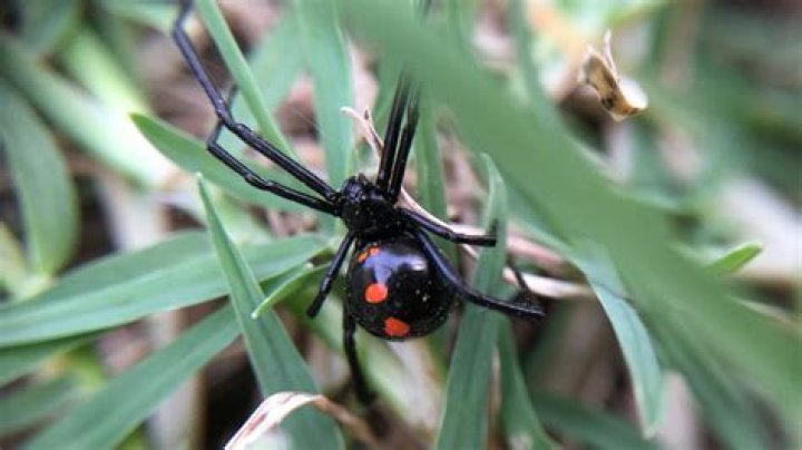 This Is How Many Types of Highly Venomous Spiders Are in Your State